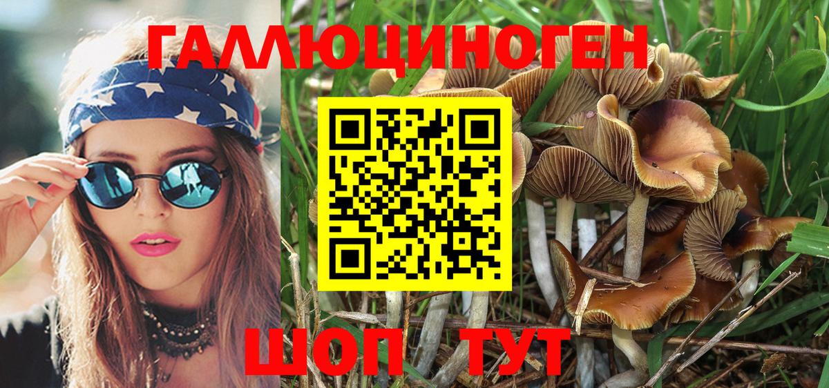 Сунжа  Псилоцибиновые грибы Psilocybe  цена   Вход с VPN 